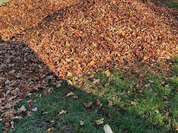 Fall Clean Ups